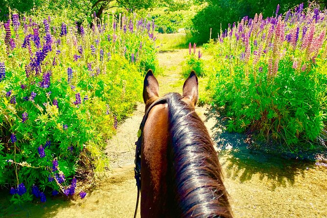 Cardrona High Country Pub Trail Horse Riding Trek (Intermediate+) - Why the Small Group Matters