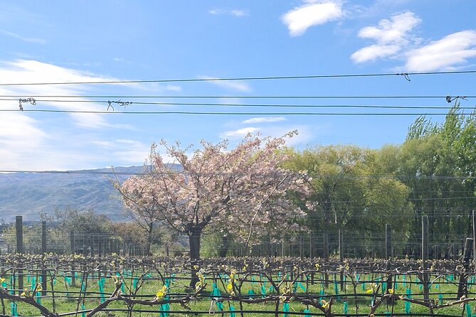Cromwell Wine Tasting Tour using Classic Car - Bob’s role in a personal tour
