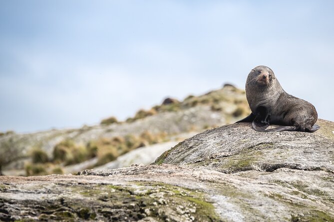 Doubtful Sound Wilderness Cruise from Queenstown - What the $287.95 price really covers