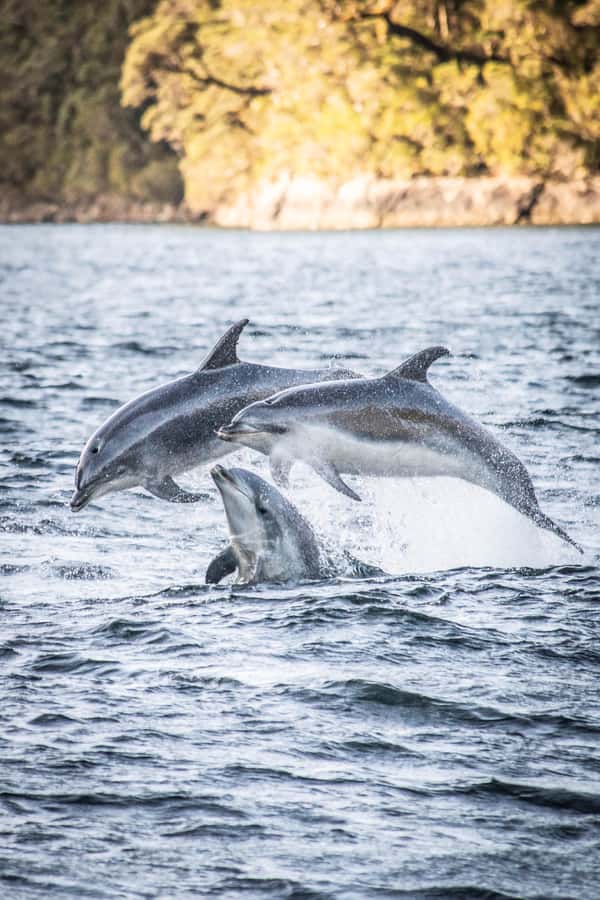 From Queenstown: Doubtful Sound Wilderness Day Trip - Why Doubtful Sound takes all day from Queenstown