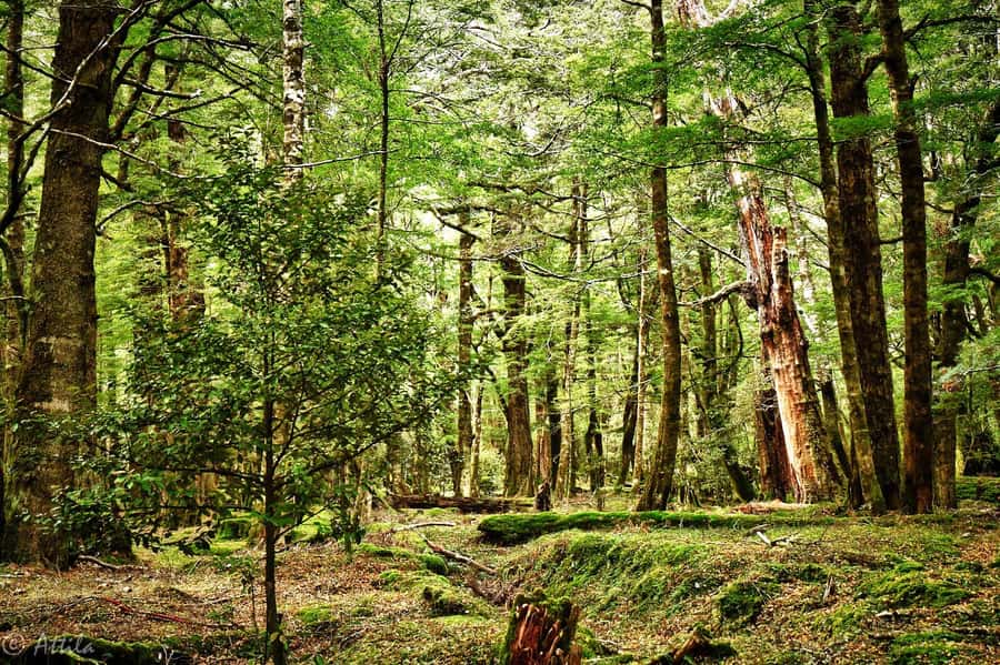 From Queenstown: Lord Of The Rings Tour to Glenorchy - Lothlórien is where the costumes come out