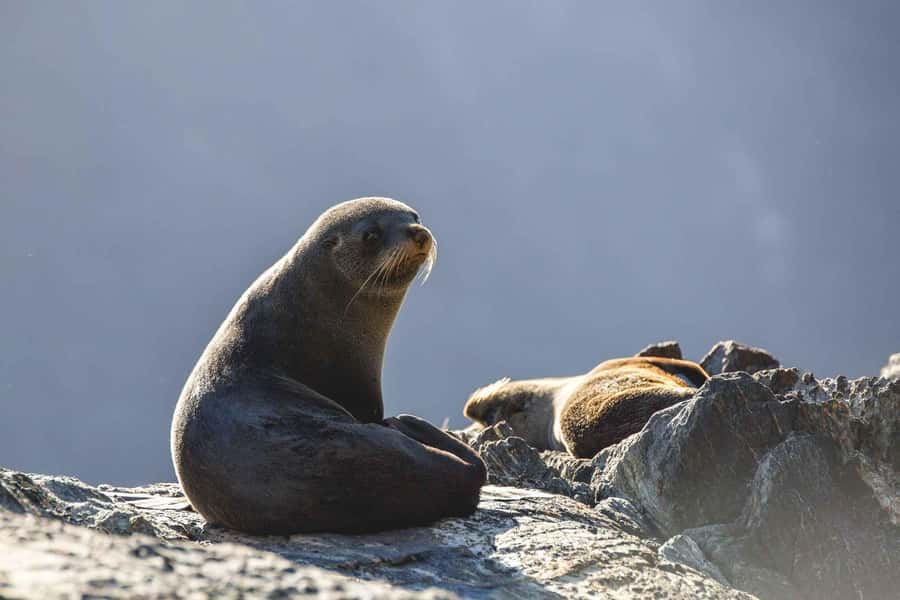 From Queenstown: Milford Sound Cruise and Coach Day Trip - Who will enjoy this day trip most
