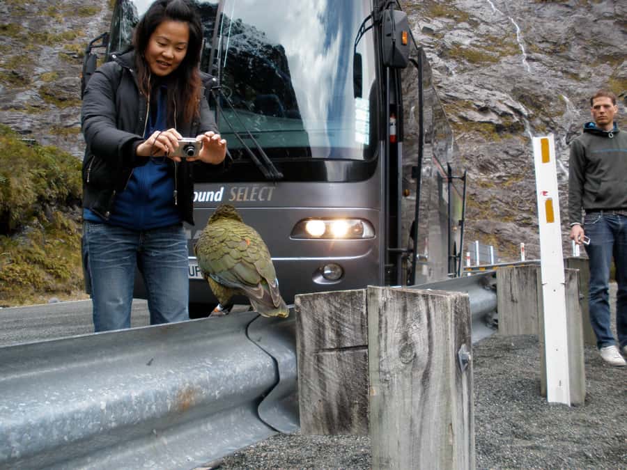 From Queenstown: Milford Sound Premium Day Tour and Cruise - Boarding the Milford Sound cruise