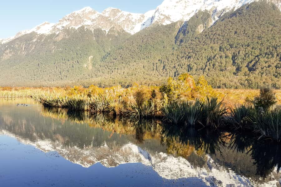 From Queenstown: Milford Sound Premium Day Tour and Cruise - Is $170 good value?