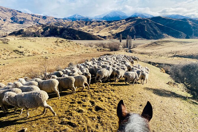 Gold Discovery Trail Horse Trek Cardrona - Most popular! - What the guides add to the ride