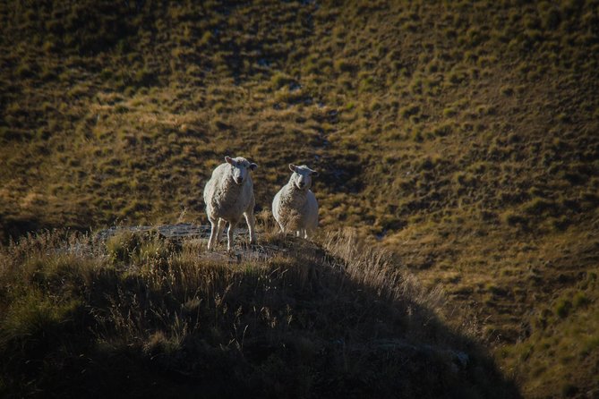 Half Day Skippers Canyon Queenstown Private Photography Adventure - Is the $173.76 price good value?