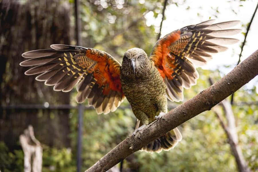 Kiwi Park Admission Ticket - Why the Kiwi Encounter deserves your time