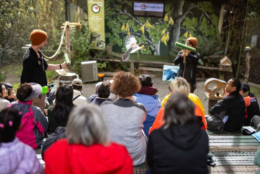 Kiwi Park Admission Ticket - When to visit and how to plan the timetable