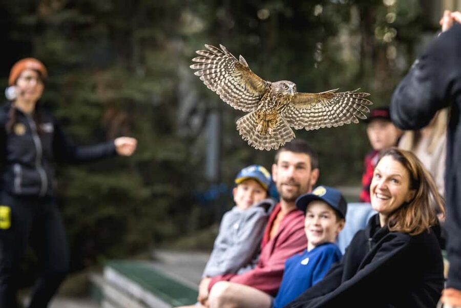 Kiwi Park Admission Ticket - Should you book Kiwi Park?