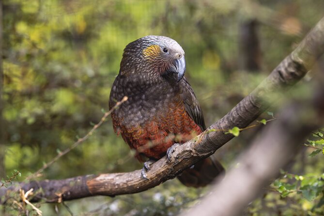 Kiwi Park Queenstown Admission - A good rainy-day choice, with a few cautions