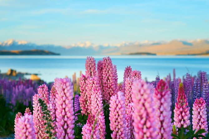 Lake Tekapo Private Day Trip from Queenstown - Why this private Queenstown to Tekapo trip works