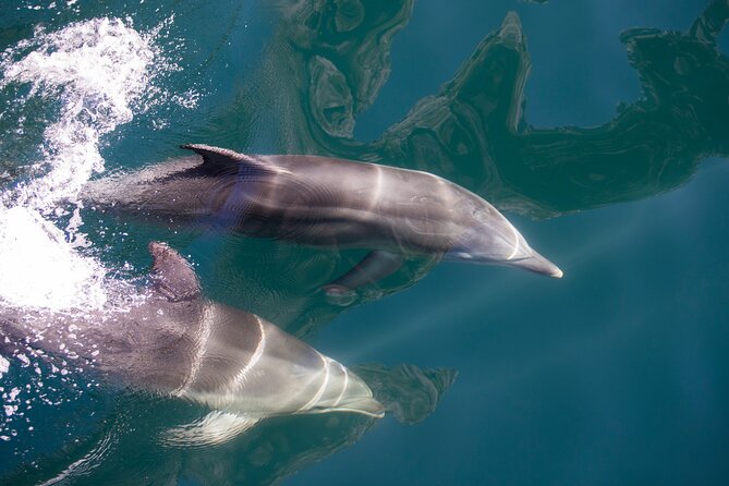 Milford Sound Coach & Extended Cruise from Queenstown - Waterfalls, wildlife, and the value of an extended cruise