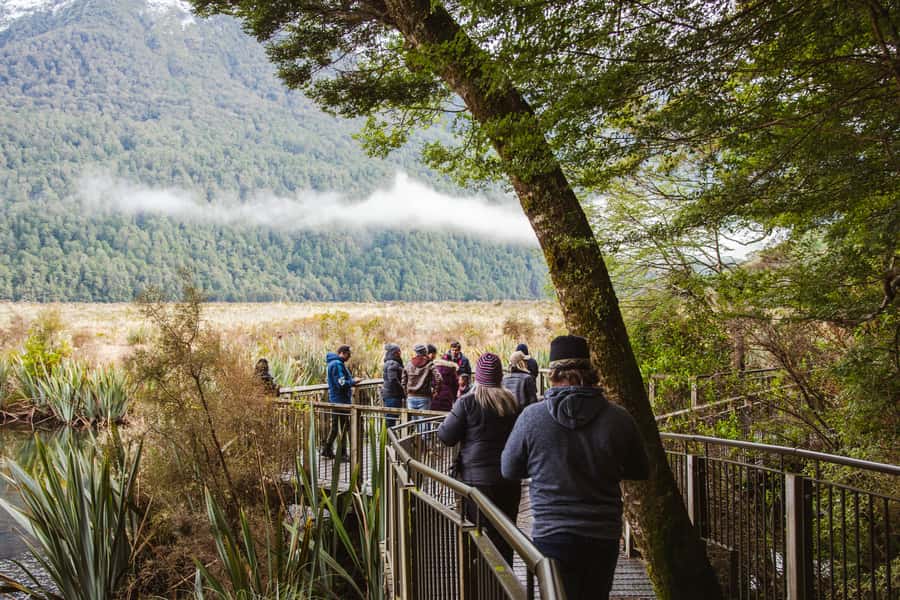 Milford Sound: Premium Small Group Tour from Queenstown - Native forest, waterfalls, and the Milford Road