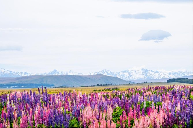 Mount Cook Day Tour from Queenstown - What the coach ride is really like