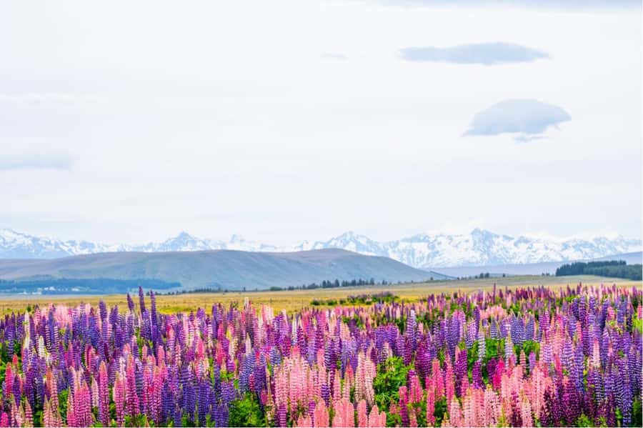 Mount Cook Full-Day Tour: Queenstown to Christchurch - The first three hours through Lindis Pass