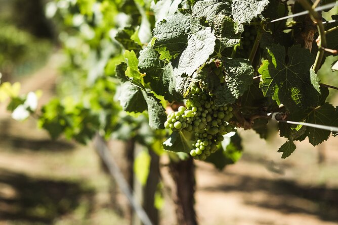 Queenstown: Afternoon Wine & Beer Tour with Platters - Who should book this Queenstown tasting tour?