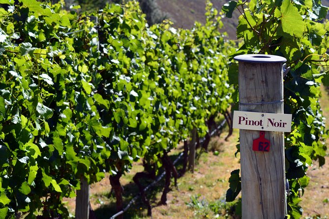 Queenstown Afternoon Wine Tour - Peregrine | Kinross | Amisfield - The important distinction: tasting rooms versus vineyard walks