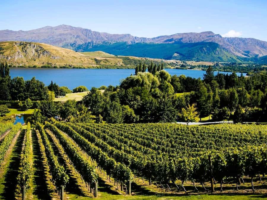 Queenstown, Arrowtown, Gibbston: Flexible Wine Hopper Tours - Arrowtown and the newer food destinations