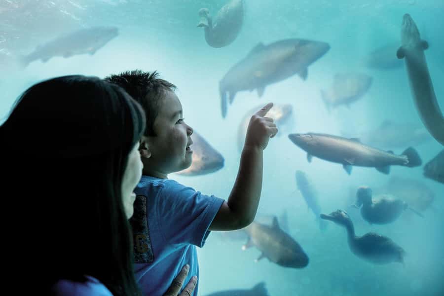Queenstown: Hidden Underwater Theatre Experience - What the Time Tripper experience actually is