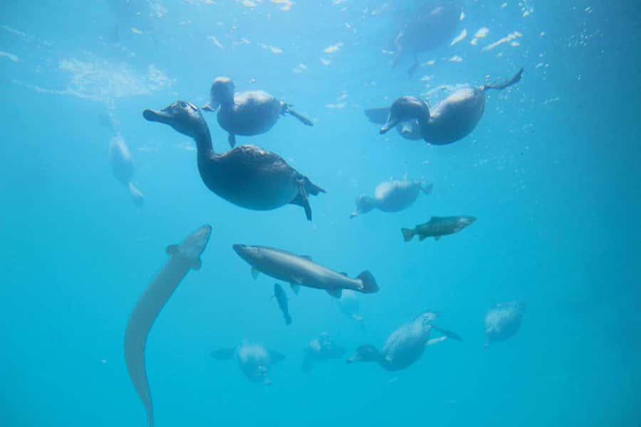 Queenstown: Hidden Underwater Theatre Experience - A smart $8 stop in an expensive activity town