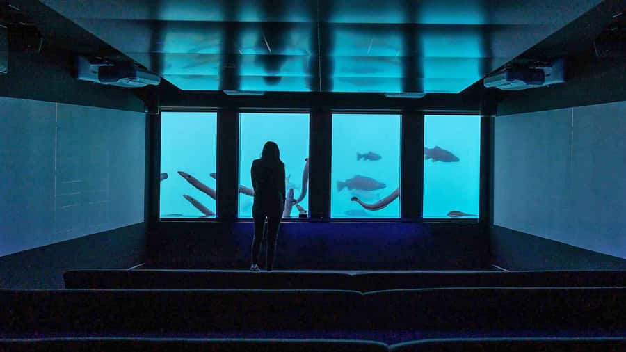 Queenstown: Hidden Underwater Theatre Experience - Who should book Time Tripper?