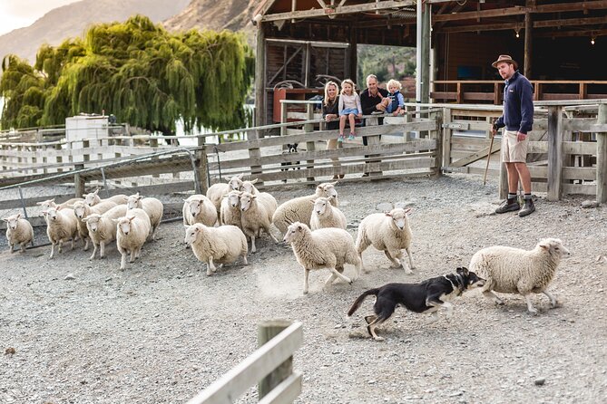 Queenstown Lake Cruise and Walter Peak Farm Adventure - Sheepdogs, shearing, and the farm show