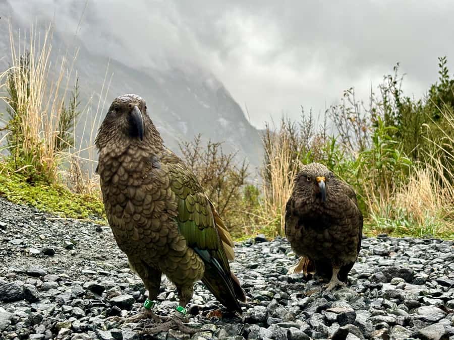 Queenstown: Milford Sound Small-Group Tour w Cruise & Lunch - The Milford Sound cruise, close to cliffs and waterfalls