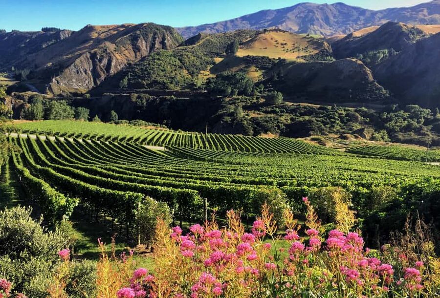 Queenstown: Premium Wine Tasting Tour - What the winery substitutions mean