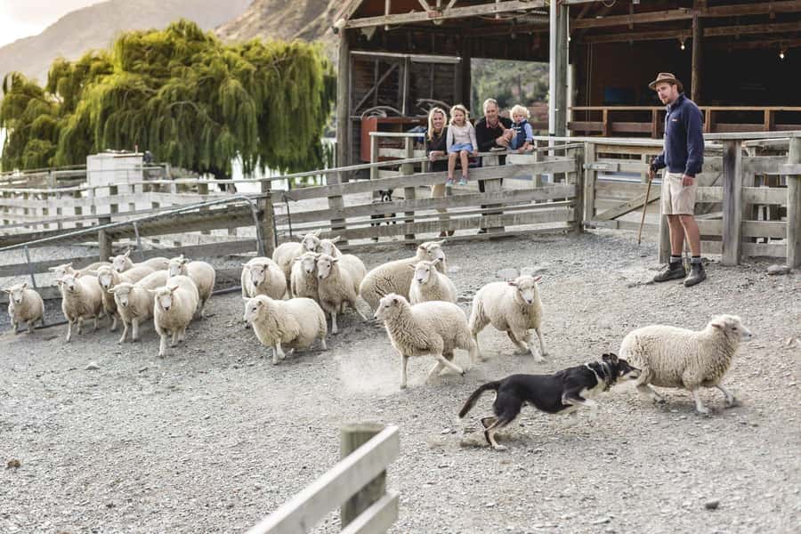Queenstown: Queenstown Lake Cruise and Walter Peak Farm Tour - Key points at a glance