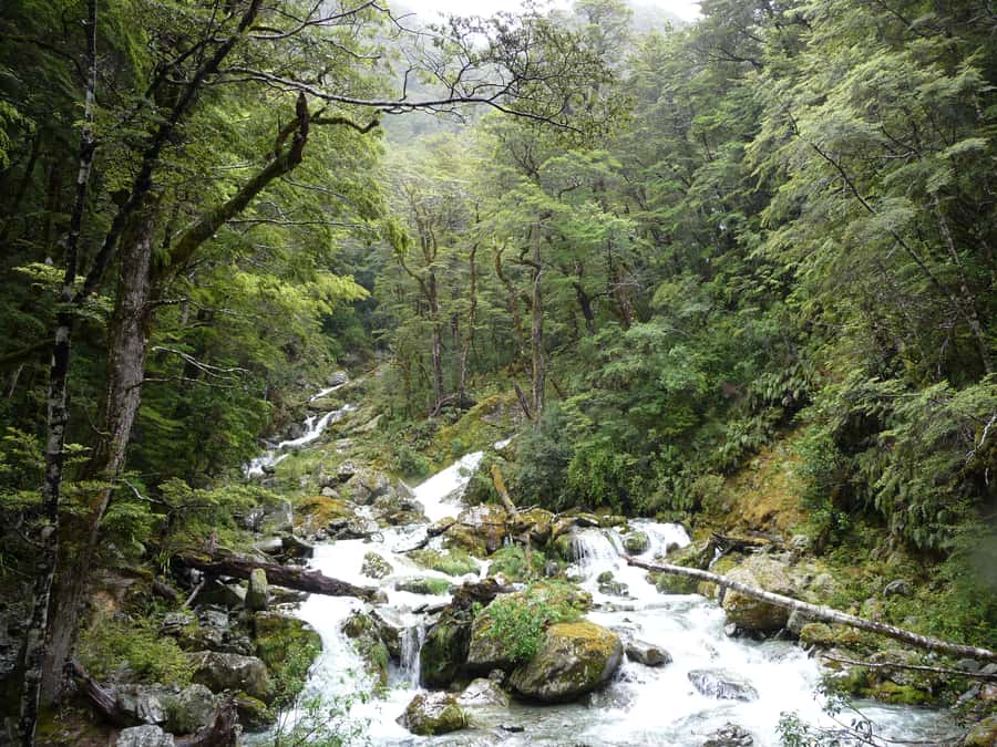 Queenstown: Routeburn Track Guided Full-Day Walk or Half Day - What the guide adds to the walk
