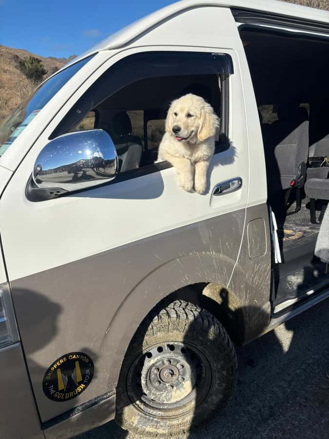 Queenstown: Skippers Canyon Goldrush Highlights Tour - A calm guide and a golden retriever