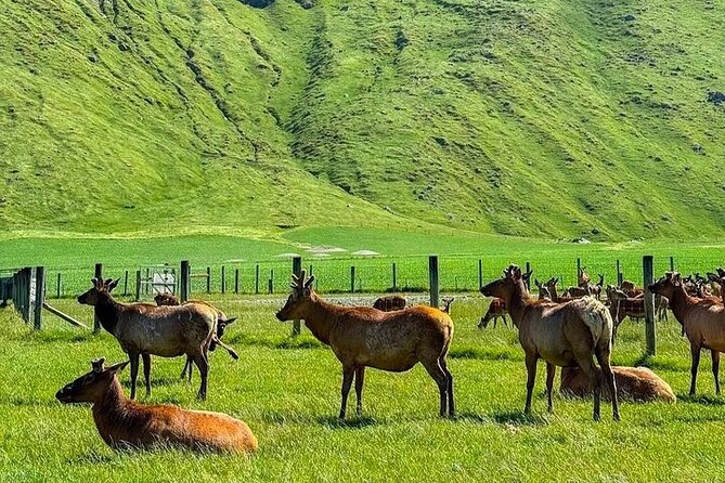 Queenstown to Christchurch One Way Tour Via Lake Tekapo & Mt Cook - Tasman Glacier offers the main walking stop