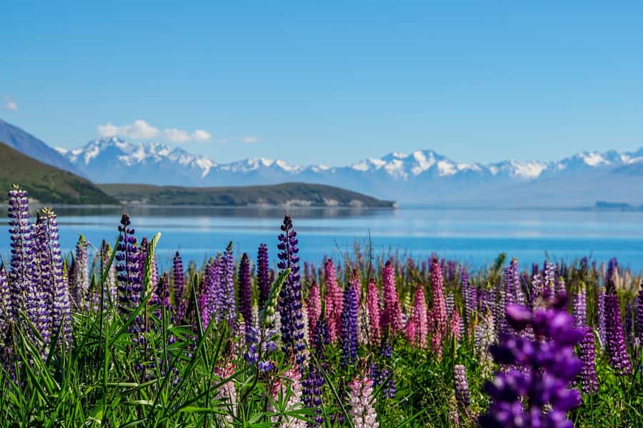 Queenstown to Christchurch via Mt Cook One-Way Tour - Lake Pukaki and the road to Mt Cook