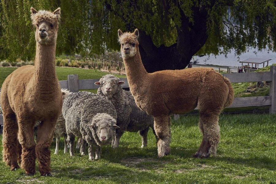 Queenstown: Walter Peak Garden to Table Experience - My Booking Recommendation