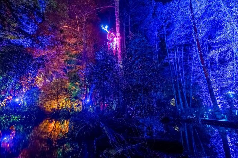Queenstown: Whimsical Sensory Night Walk at LUMA Enchanted - A glowing forest beside the Skyline Gondola