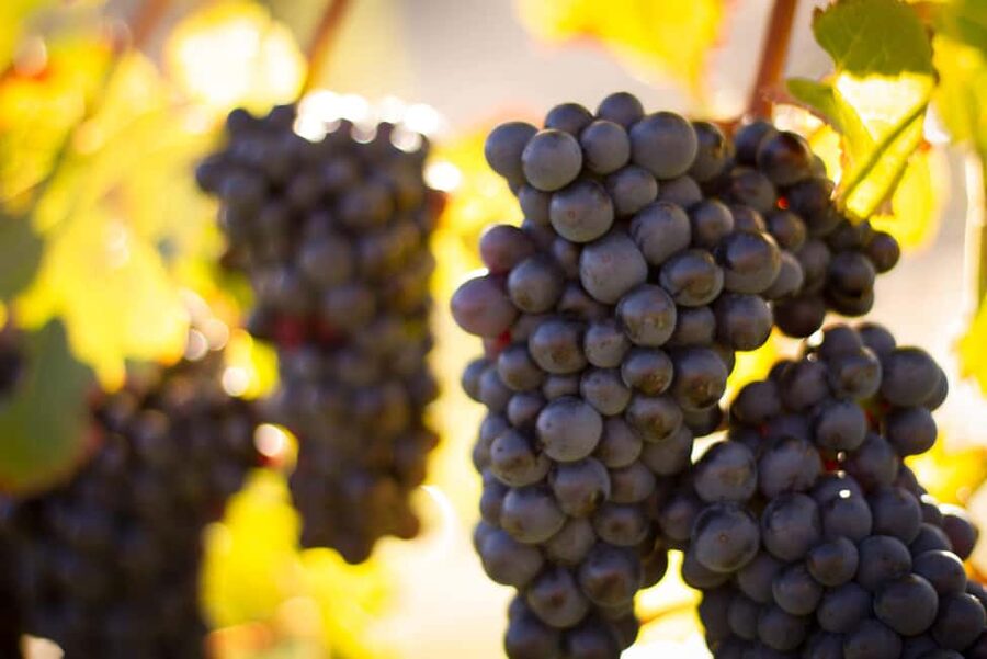 Queenstown: Wine & Food Tour, Scenic Tastings & Paired Lunch - Boutique wineries and the value of variety