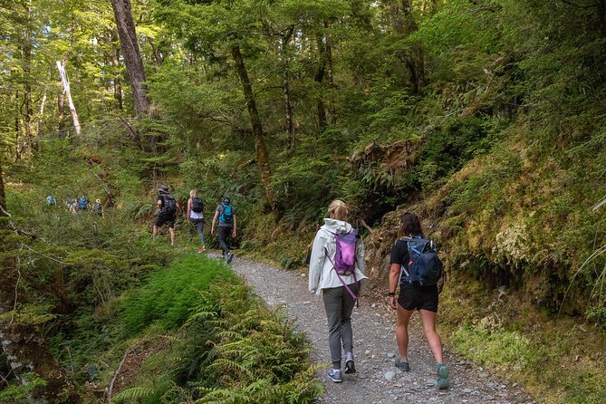 Routeburn Track Guided Hike (Full Day) - Walking beneath southern beech and podocarp trees