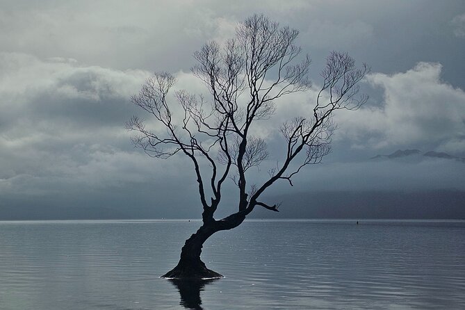 Wanaka Private Day Trip from Queenstown: TravelnGo - Wanaka town and That Wanaka Tree